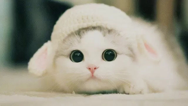 The Science of Cuteness: What Happens to Your Body When You See Something Adorable